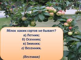 Викторина «Яблоки», слайд 12