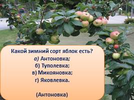 Викторина «Яблоки», слайд 13