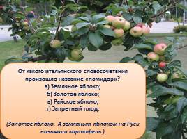 Викторина «Яблоки», слайд 18