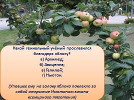 Викторина «Яблоки», слайд 20