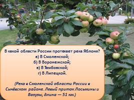 Викторина «Яблоки», слайд 26