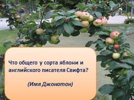 Викторина «Яблоки», слайд 3