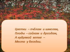 Знай и люби родную природу - Рябина, слайд 13