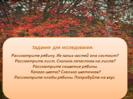 Знай и люби родную природу - Рябина, слайд 14