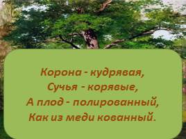 Знай и люби родную природу - Дуб, слайд 14