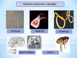 Приспособления организмов, ведущих паразитический образ жизни, слайд 3