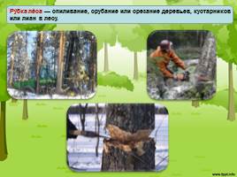 Экологические последствия рубок леса, слайд 2