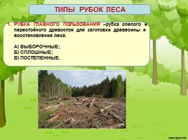 Экологические последствия рубок леса, слайд 3