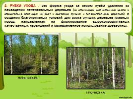 Экологические последствия рубок леса, слайд 4