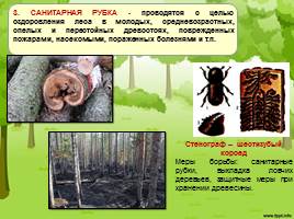 Экологические последствия рубок леса, слайд 5
