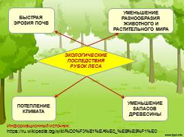 Экологические последствия рубок леса, слайд 7