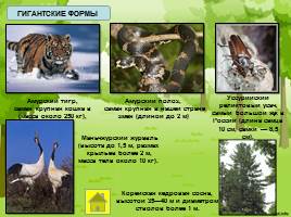 Растительный и животный мир лесов Дальнего Востока, слайд 10