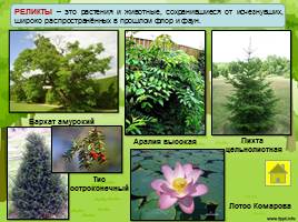 Растительный и животный мир лесов Дальнего Востока, слайд 12