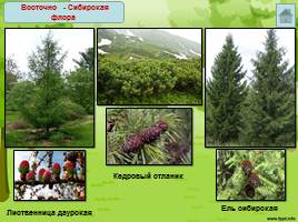 Растительный и животный мир лесов Дальнего Востока, слайд 6