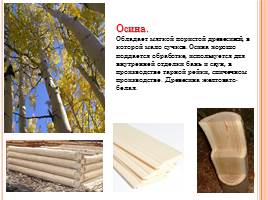 Породы древесины - Строение и свойства основных пород, слайд 4