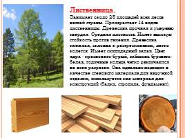 Породы древесины - Строение и свойства основных пород, слайд 6