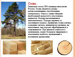 Породы древесины - Строение и свойства основных пород, слайд 7