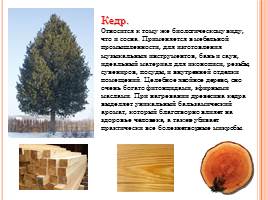 Породы древесины - Строение и свойства основных пород, слайд 8