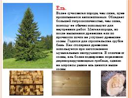 Породы древесины - Строение и свойства основных пород, слайд 9
