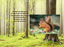 Загадки о животных «Лесные обитатели», слайд 4
