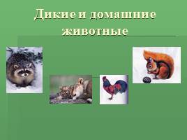 Дикие и домашние животные, слайд 1