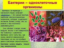 Бактерии: строение и жизнедеятельность, слайд 10