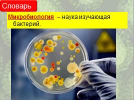 Бактерии: строение и жизнедеятельность, слайд 14