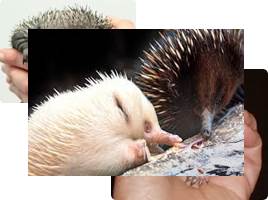 Австралия - Животный мир и растительный мир, слайд 27