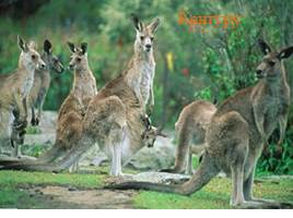 Австралия - Животный мир и растительный мир, слайд 32
