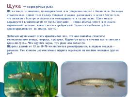 Речные рыбы, слайд 11