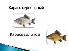 Речные рыбы, слайд 5