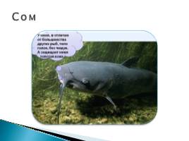 Речные рыбы, слайд 9