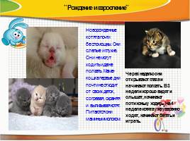Домашние Кошки, слайд 8