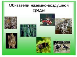 Среда обитания живых организмов, слайд 7