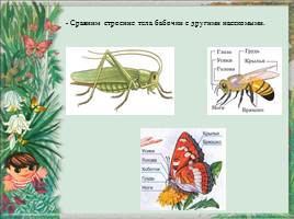 Кто такие насекомые?, слайд 14