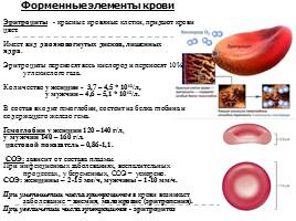 Анатомо-физиологические особенности системы крови, слайд 15