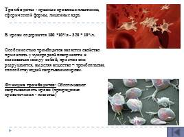 Анатомо-физиологические особенности системы крови, слайд 19