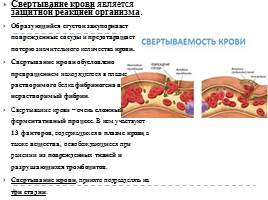 Анатомо-физиологические особенности системы крови, слайд 20
