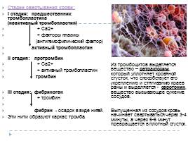 Анатомо-физиологические особенности системы крови, слайд 21