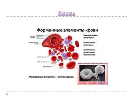 Анатомо-физиологические особенности системы крови, слайд 26