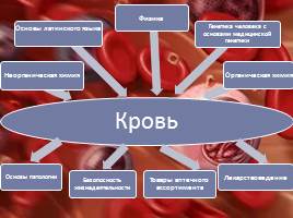 Анатомо-физиологические особенности системы крови, слайд 5