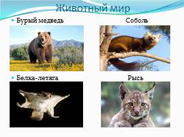 Природные зоны России, слайд 2