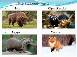 Природные зоны России, слайд 8