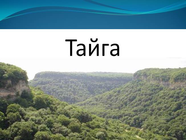 Презентация Тайга и смешанные широколиственные леса