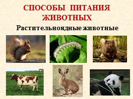 Как питаются разные животные, слайд 15