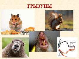 Как питаются разные животные, слайд 19