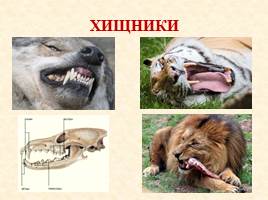 Как питаются разные животные, слайд 21