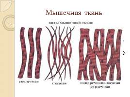 Ткани, органы и системы органов животных, слайд 11