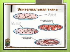 Ткани организмов - Культивирование тканей, слайд 13