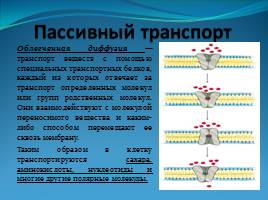 Химический состав, строение и функции клеточных мембран - Транспорт веществ через мембрану, слайд 10
